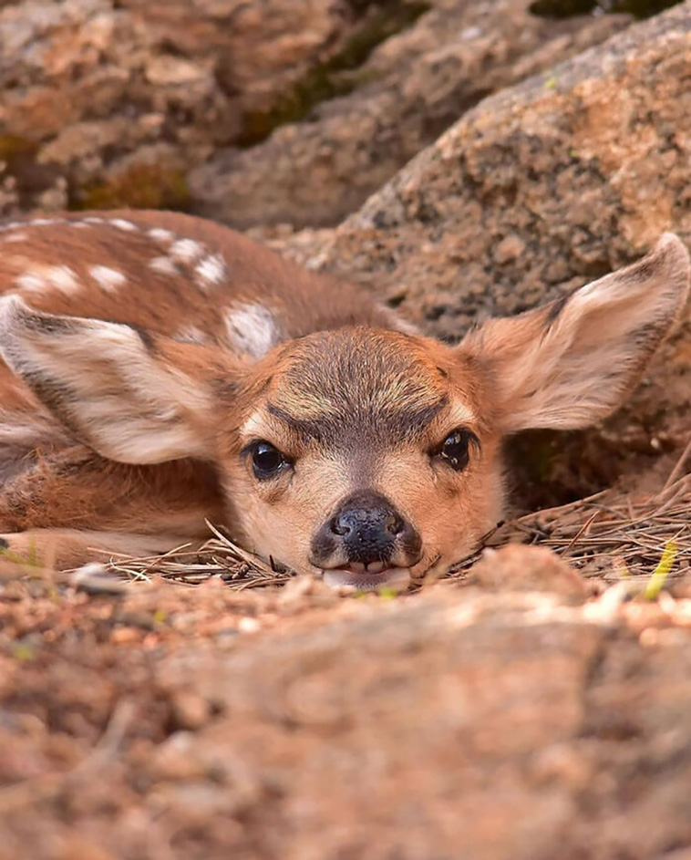 cutest animals