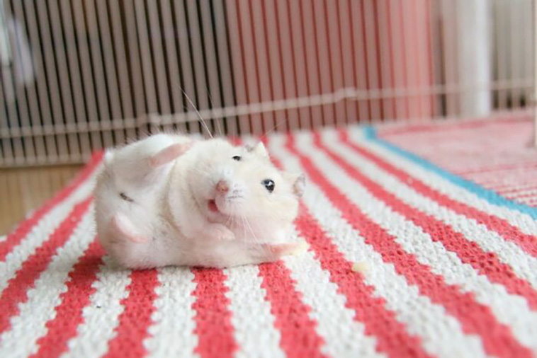 cutest animals
