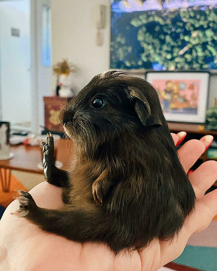 cutest animals