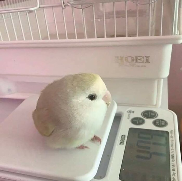 cutest animals