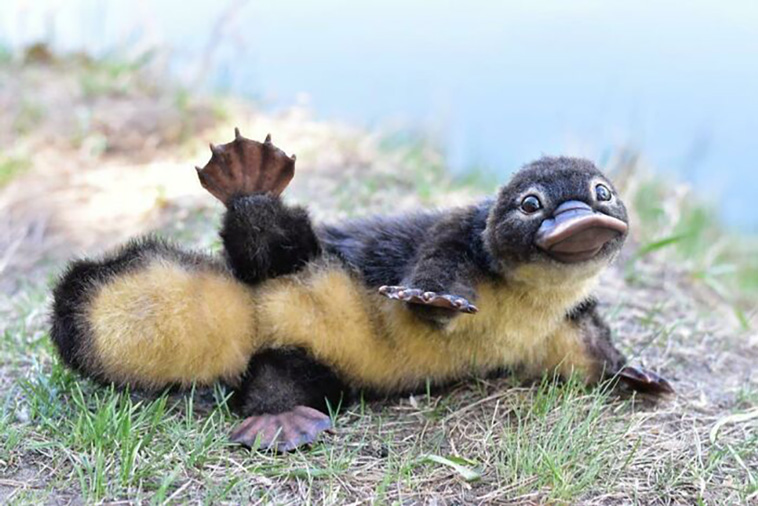 cutest animals