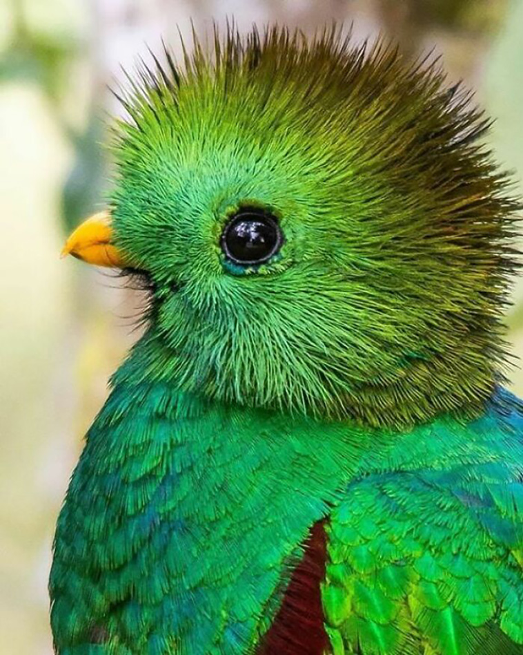 cutest animals