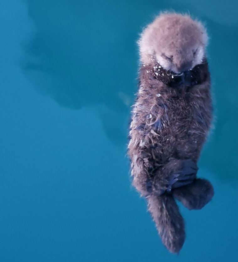 cutest animals