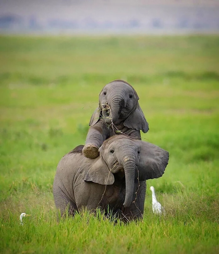 cutest animals