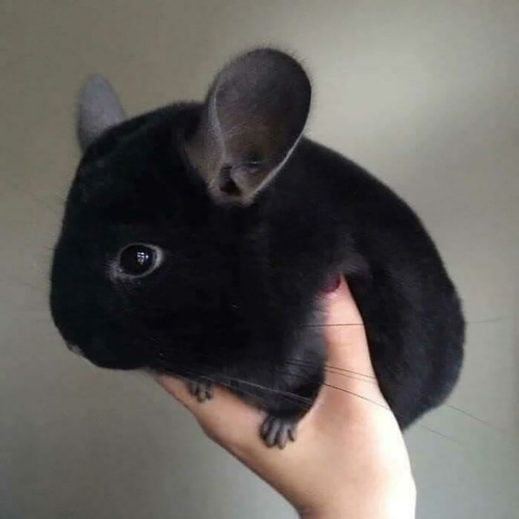 cutest animals