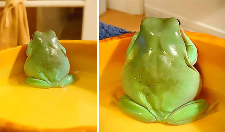 cutest frogs