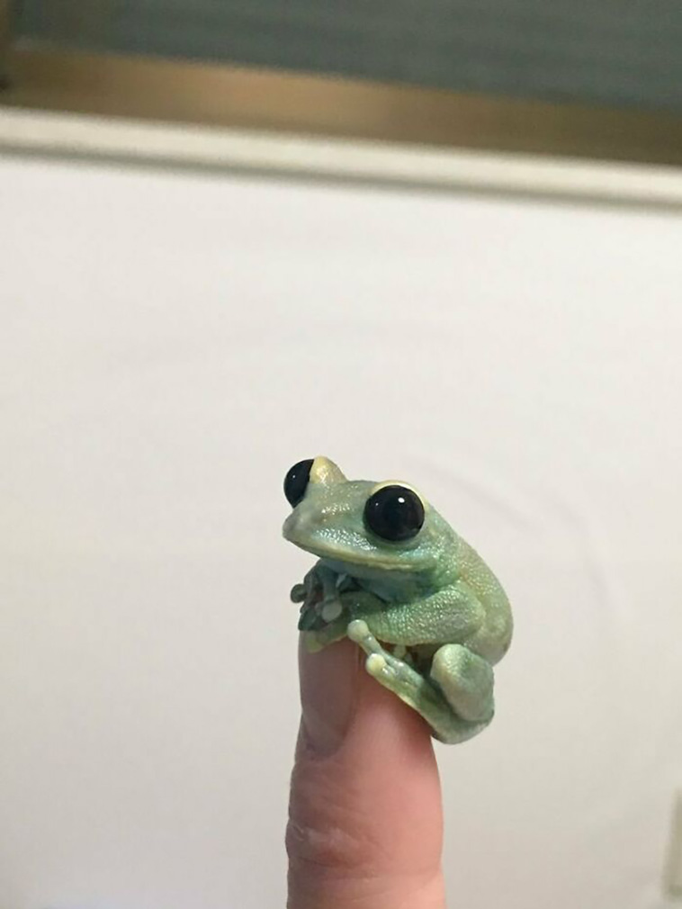 cutest frogs
