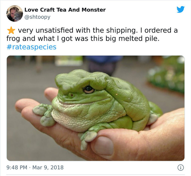 cutest frogs
