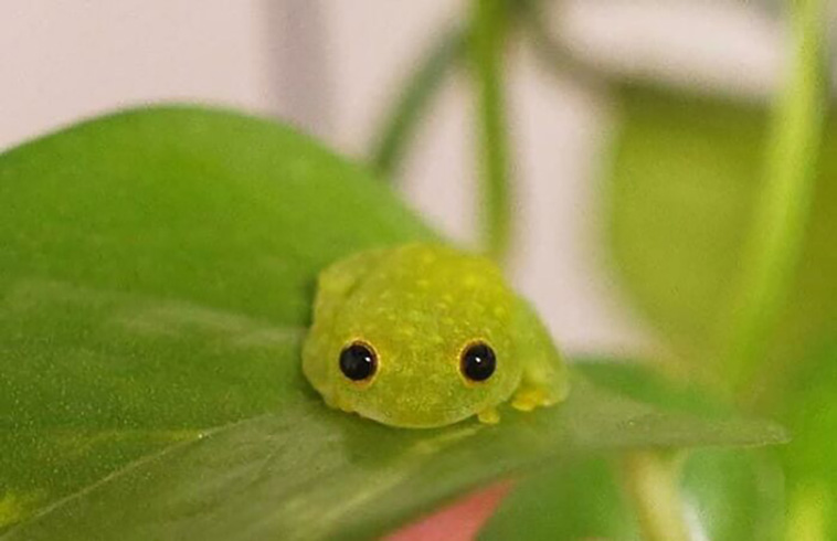 cutest frogs