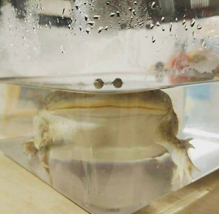 cutest frogs