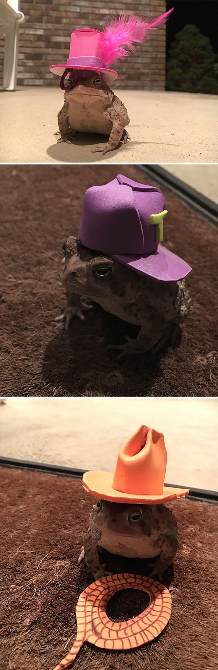cutest frogs