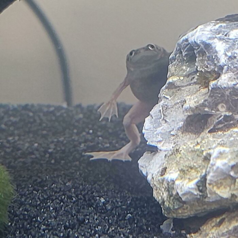 cutest frogs