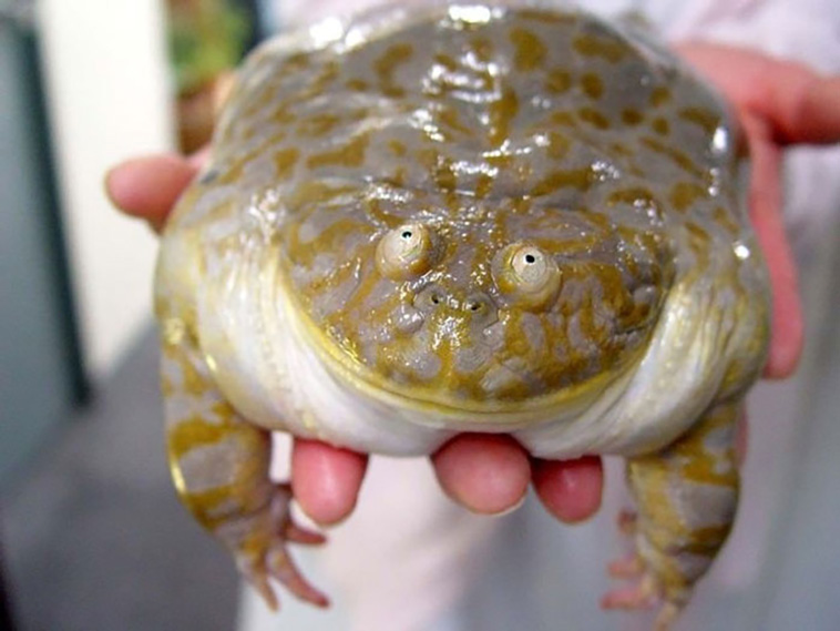 cutest frogs