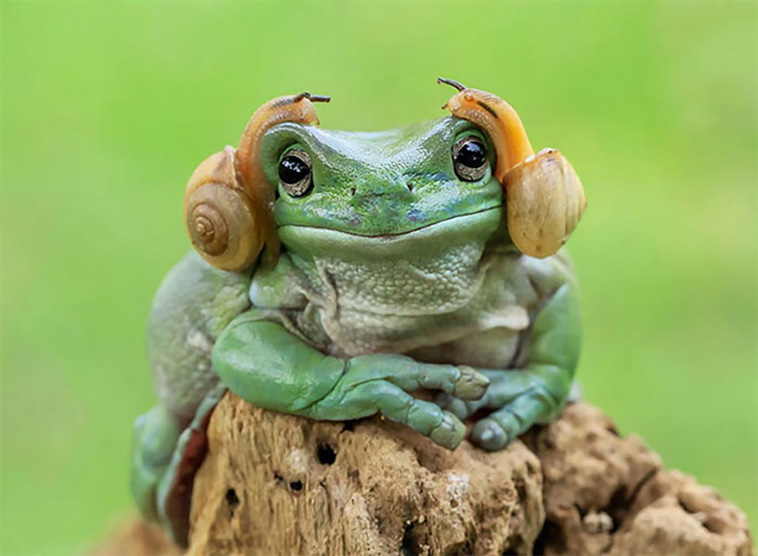 cutest frogs