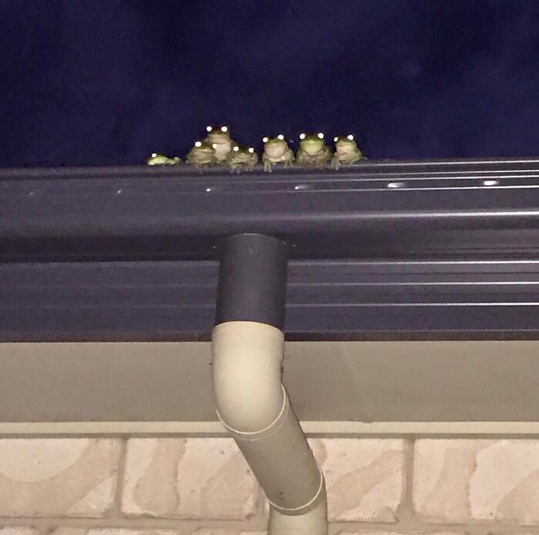 cutest frogs