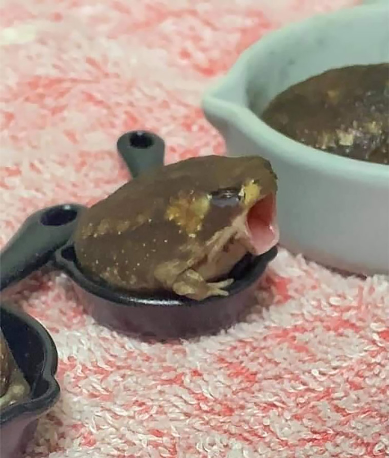 cutest frogs