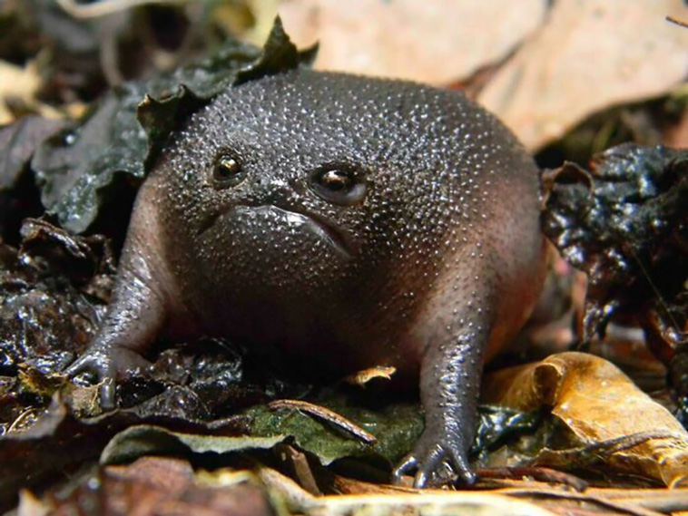 cutest frogs