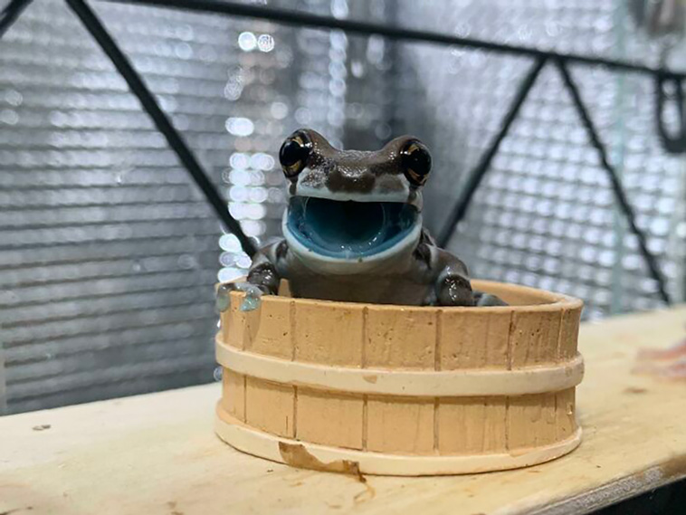cutest frogs