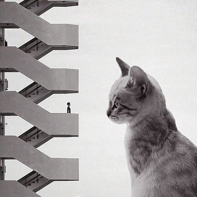 30 Photos Of Brutalist Architectural Buildings With Giant Cats