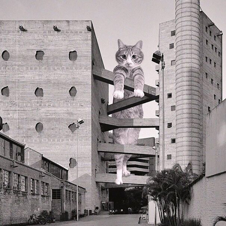 giant cats