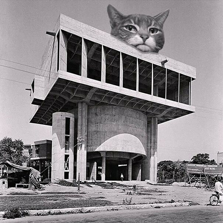 giant cats