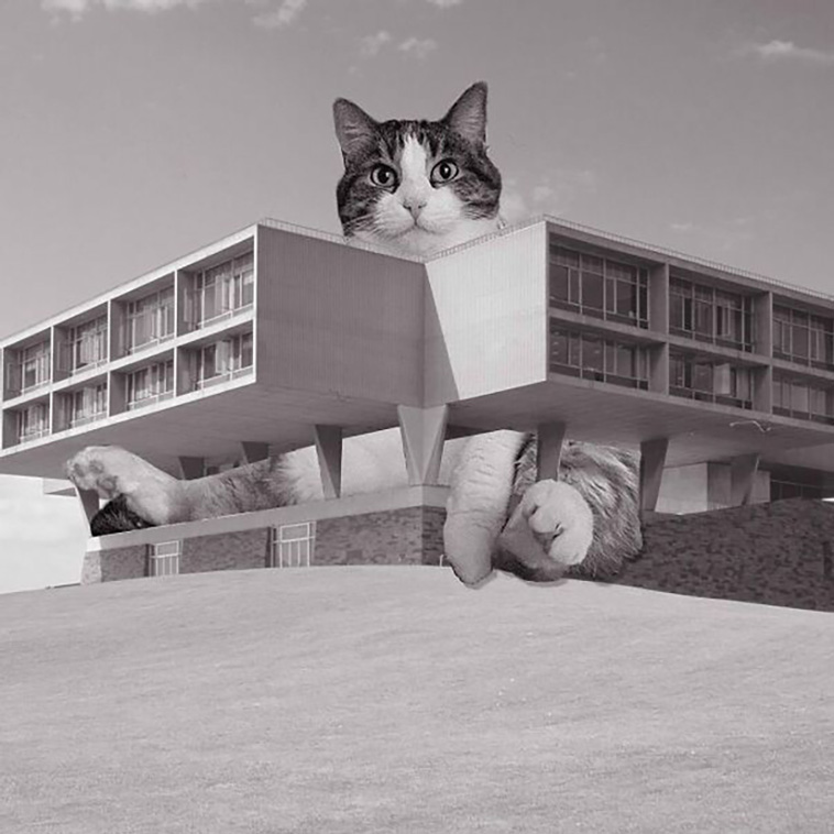giant cats