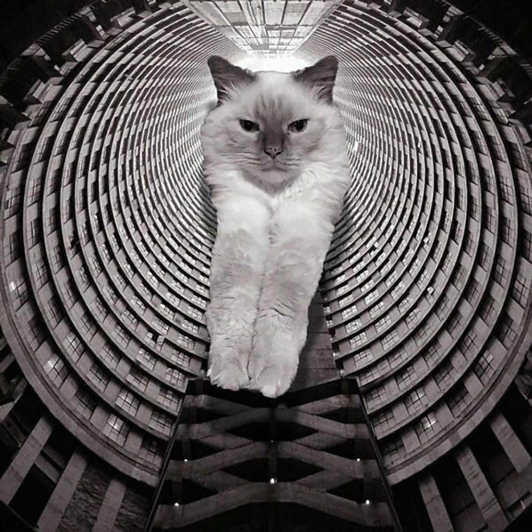giant cats