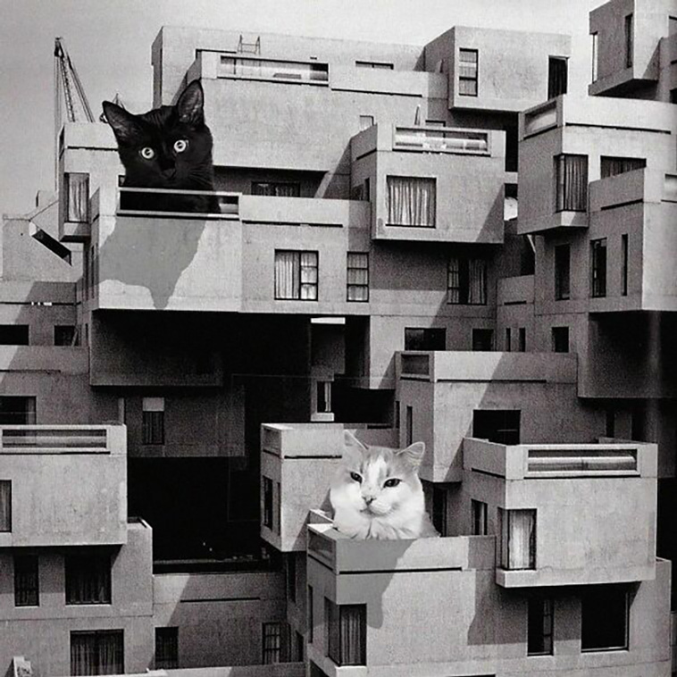 giant cats