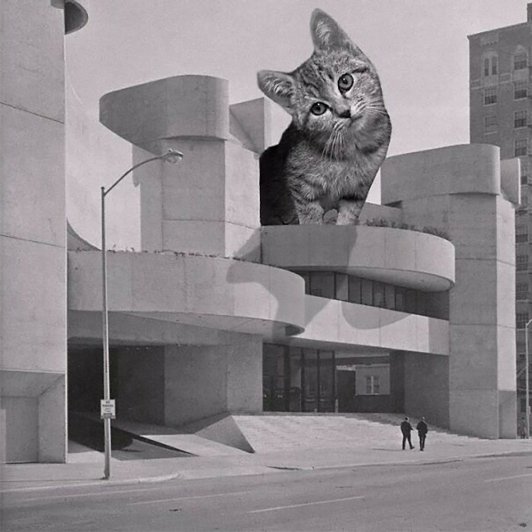 giant cats