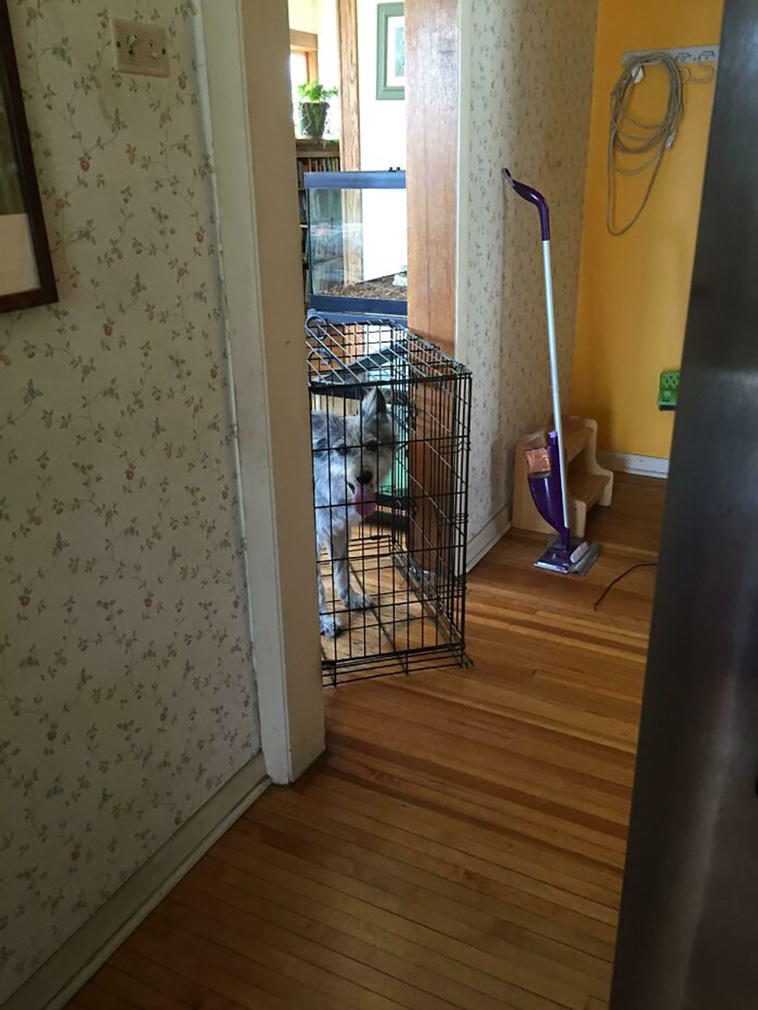 malfunctioning dogs
