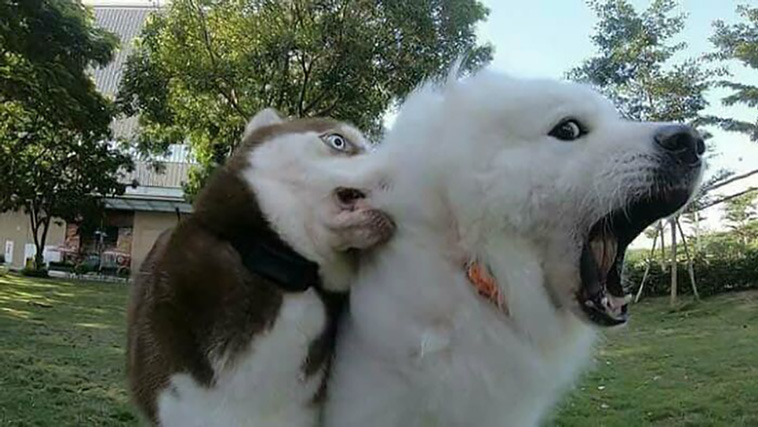 malfunctioning dogs