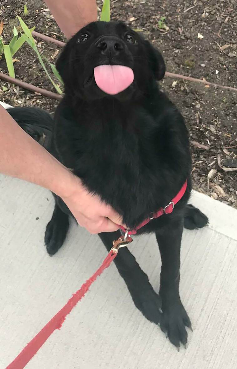malfunctioning dogs
