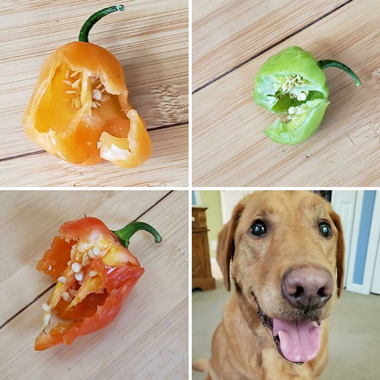 malfunctioning dogs