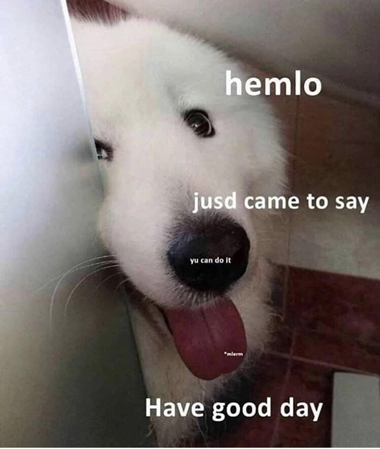 animal memes