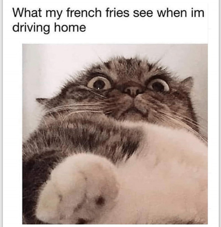 animal memes