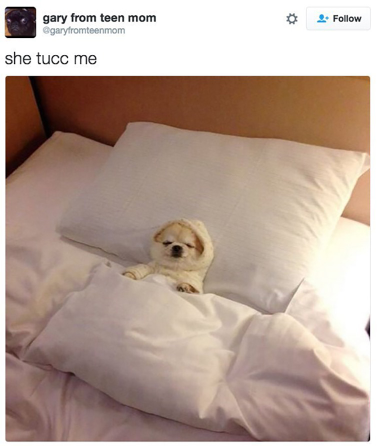 animal memes