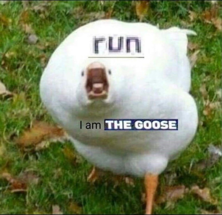 animal memes
