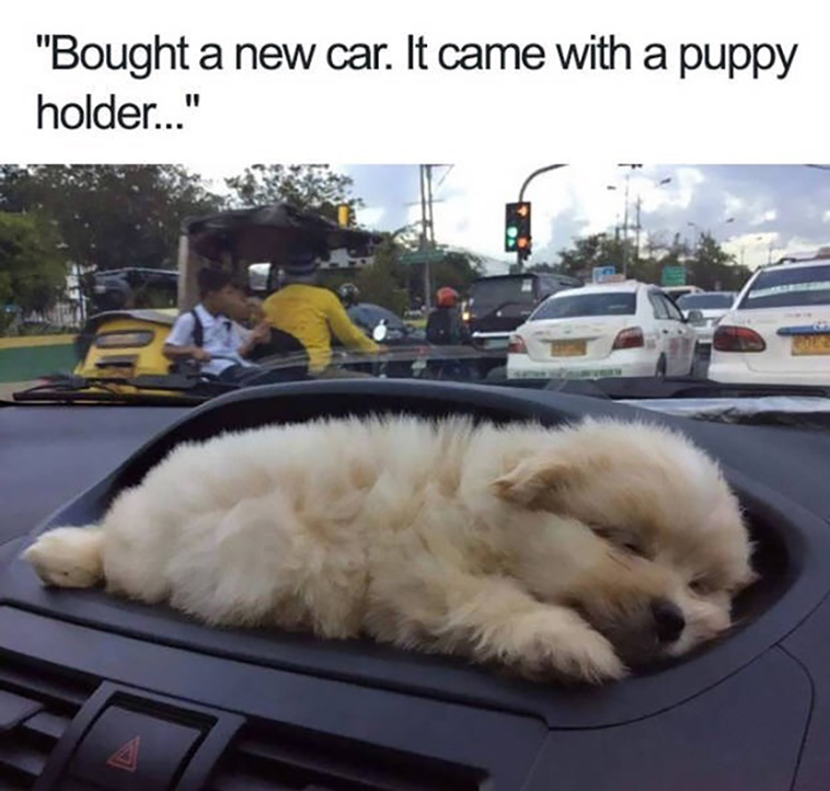 animal memes