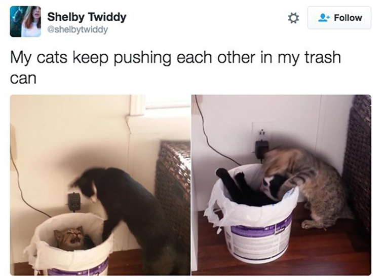 animal memes