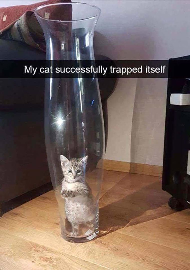 animal memes