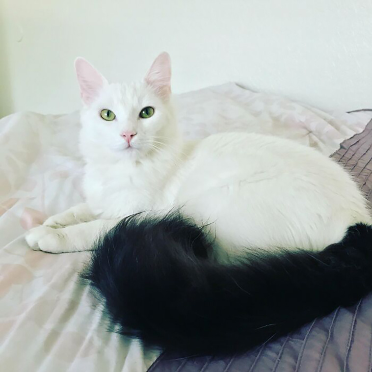 rescued pets