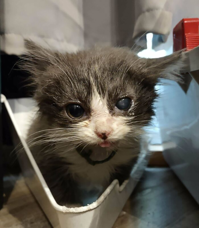 rescued pets