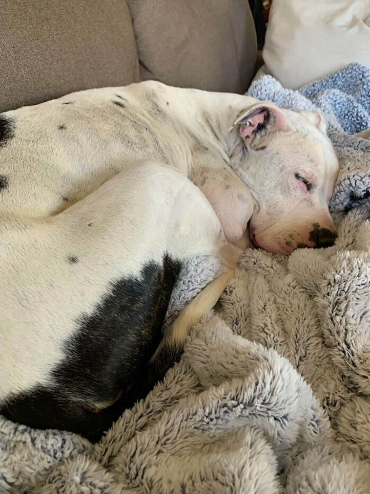 rescued pets