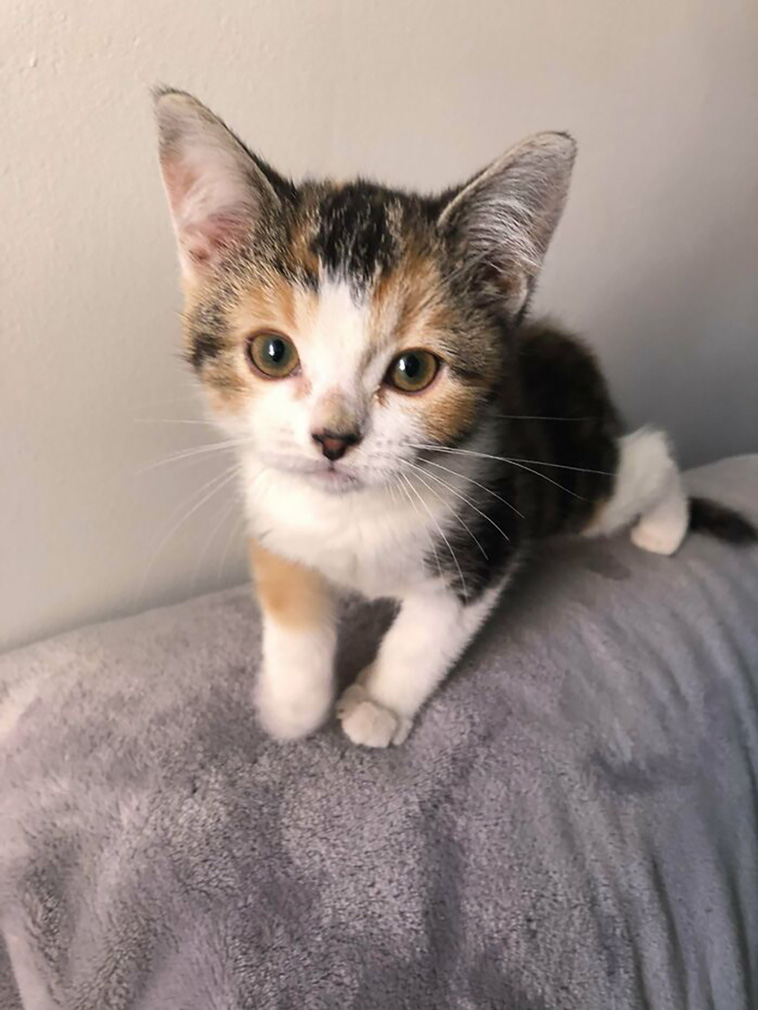rescued pets