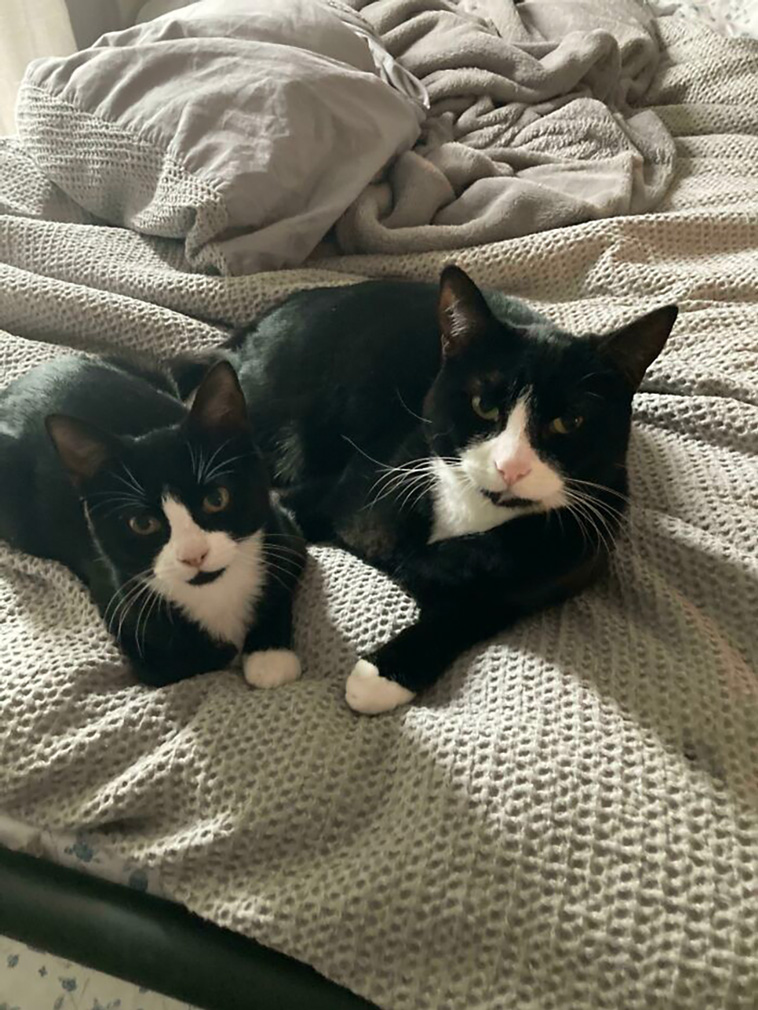 rescued pets