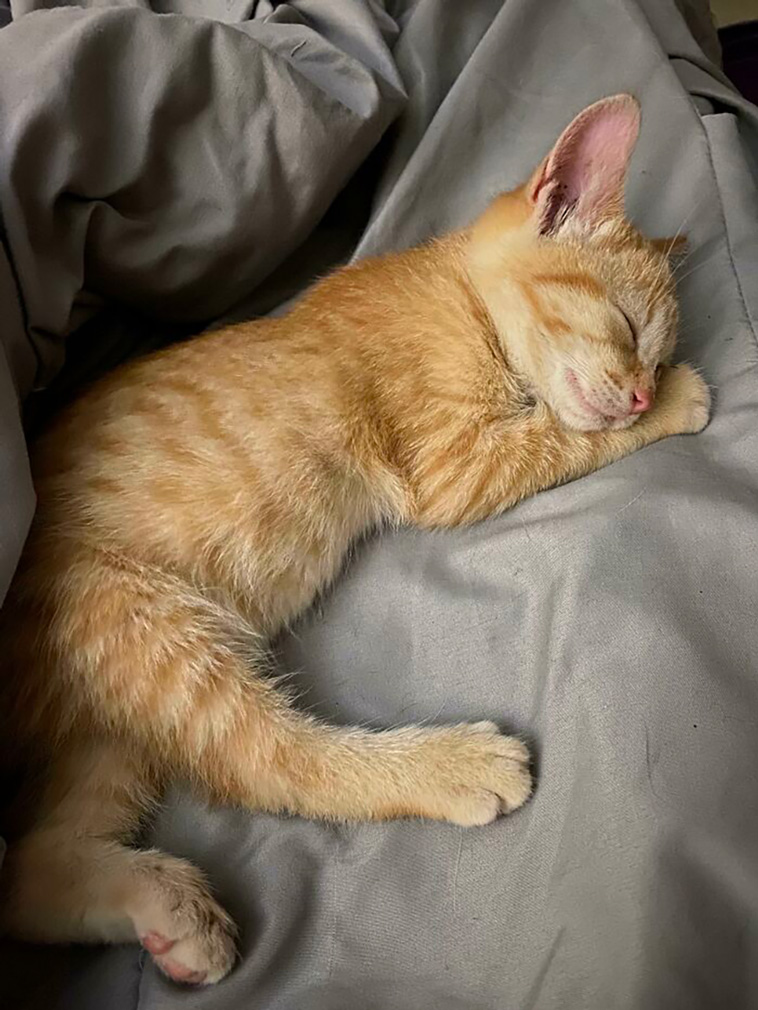 rescued pets