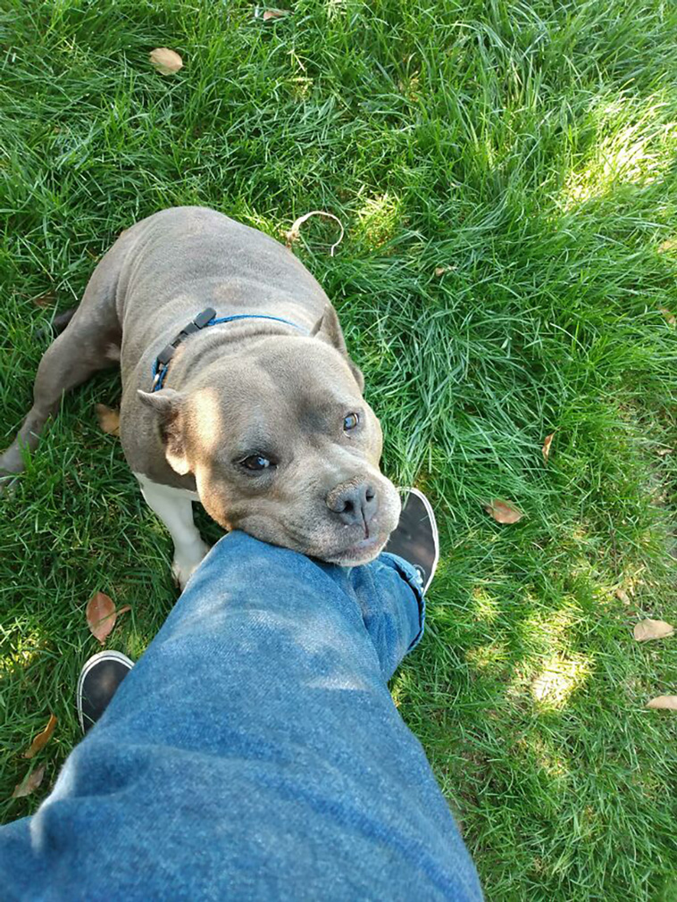 rescued pets