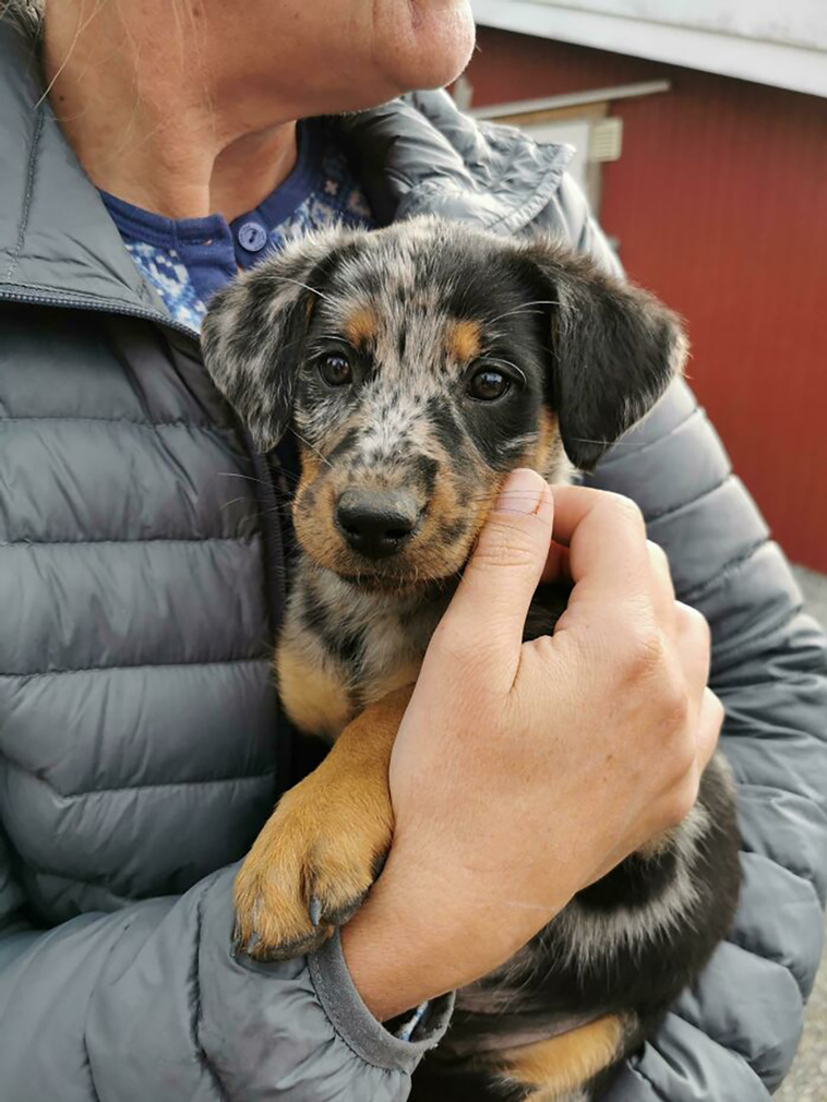 rescued pets
