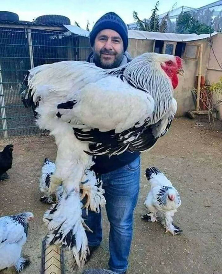 absolute unit