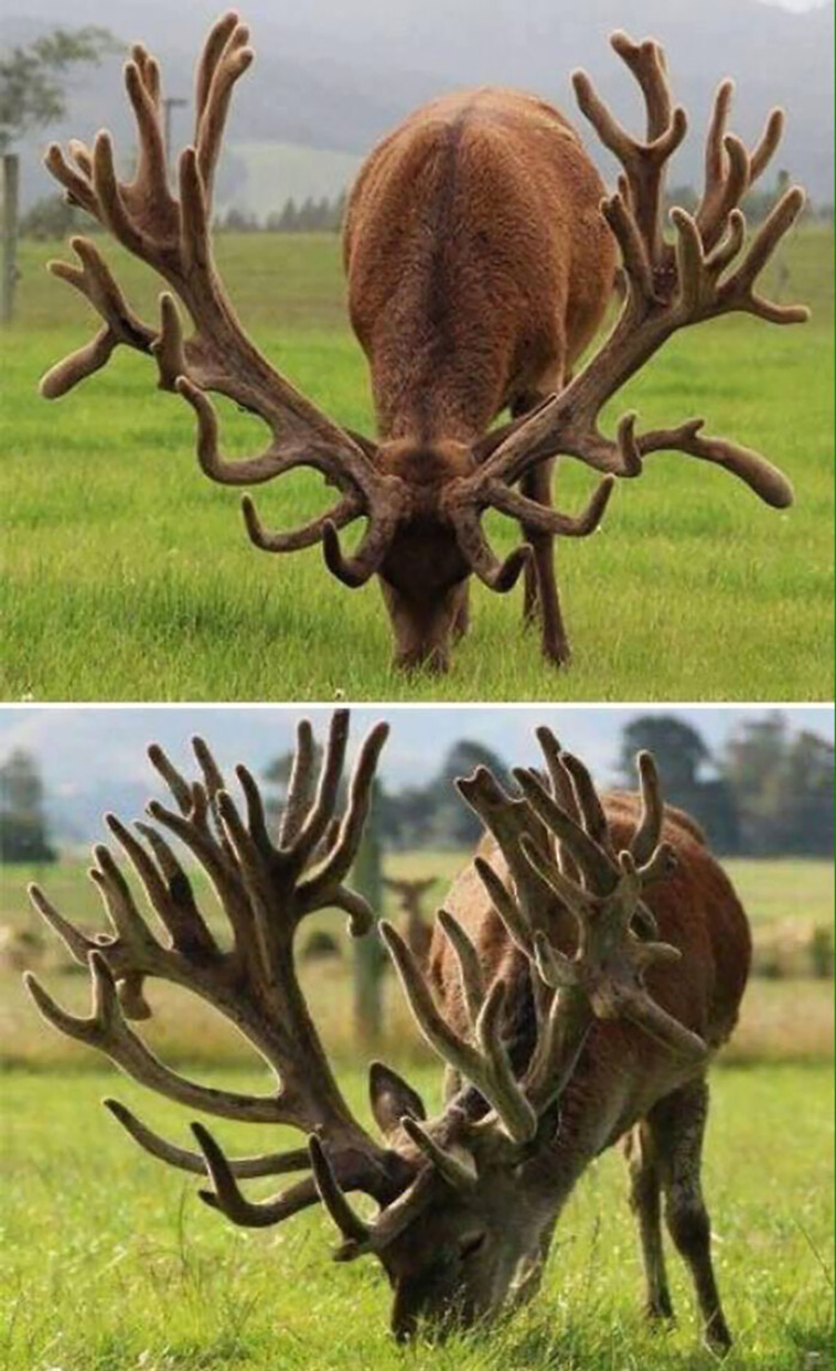 absolute unit